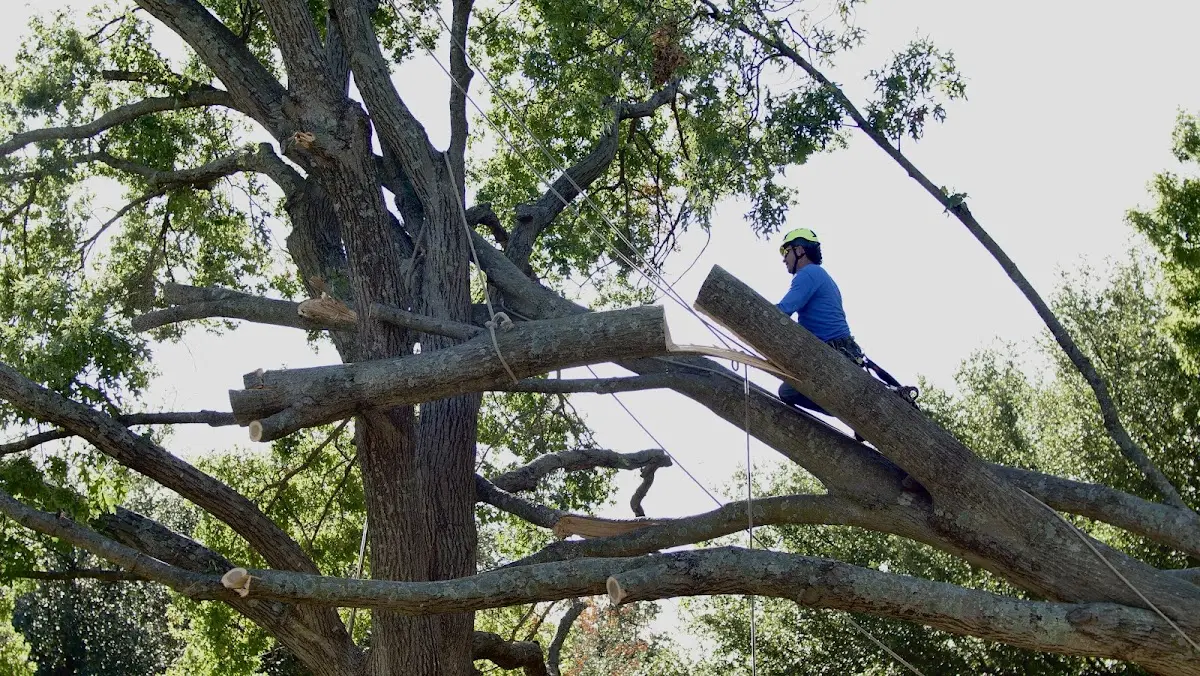 Professional Crown Thinning performed by certified arborists in Whitewater